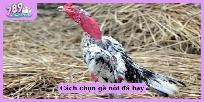 Cách chọn gà nòi đá hay