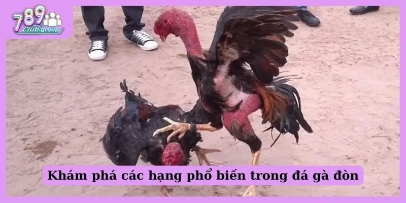 Khám phá các hạng phổ biến trong đá gà đòn