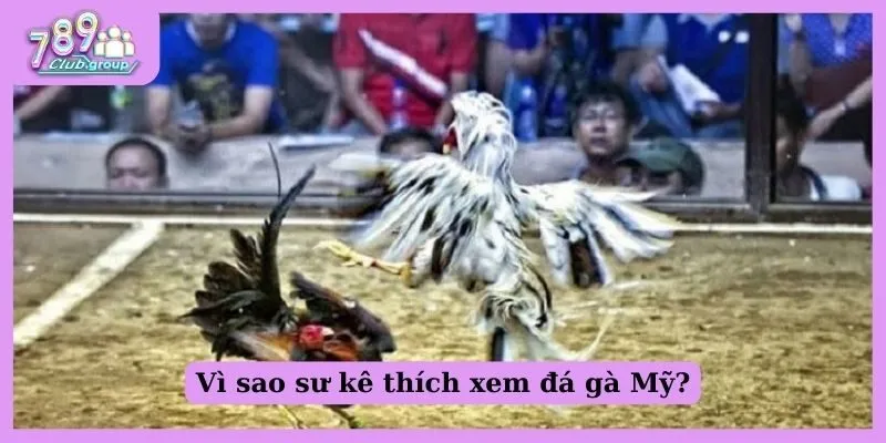 Vì sao sư kê thích xem đá gà Mỹ?