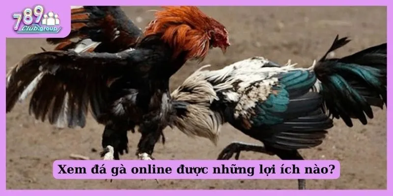 Xem đá gà online được những lợi ích nào?